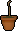 Celastrus sapling