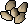 Barley seed