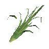 Fever grass