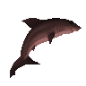 Great white shark