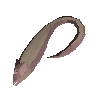 Beltfish