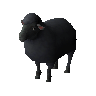 Black ewe (unchecked)