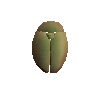 Dazzling whirligig shell