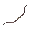 Acadia shortbow (unstrung)